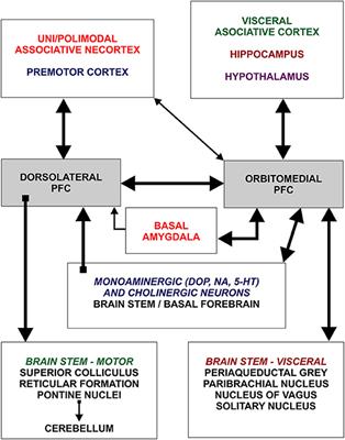 The Protracted Maturation of Associative Layer IIIC Pyramidal Neurons in the Human Prefrontal Cortex During Childhood: A Major Role in Cognitive Development and Selective Alteration in Autism